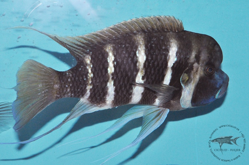Cyphotilapia frontosa 'Cape Bangwe'